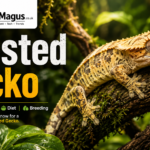 Crested gecko perched on a branch in a lush tropical enclosure