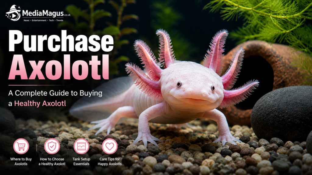 Purchase Axolotl