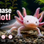 Purchase Axolotl