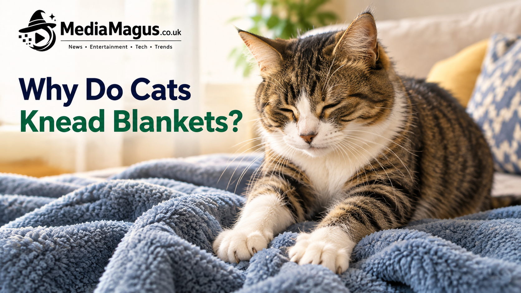 Why Do Cats Knead Blankets